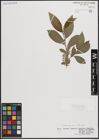 Foto von Salix caprea L. x Salix silesiaca Willd.